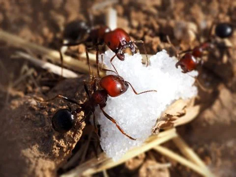 Ants eat sugar Stock Photos