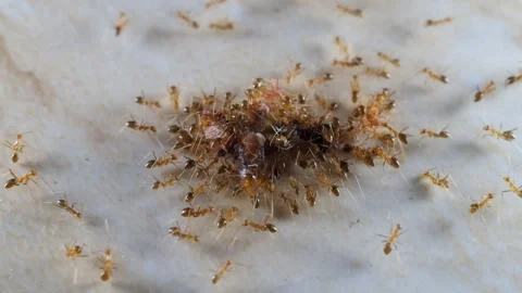Ants eat together 스톡 동영상 265784134
