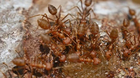 Ants eat water Stock Footage 76452067