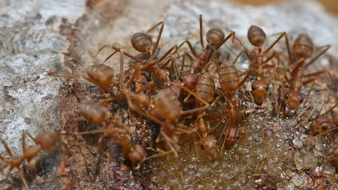 Ants eat water Stock Footage 76452216