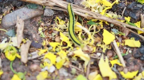 Ants eat the worm Stock Footage 55426894