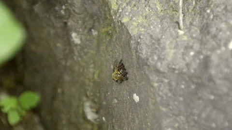 Ants eating a bee 動画素材 7731650