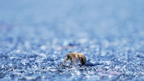 Ants eating a bee insects macro zoom in nature Stock Footage 120985891