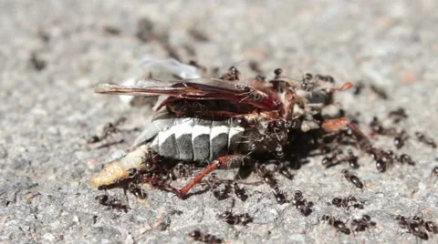 Ants Eating Beetle 2 Stock Footage 49995902