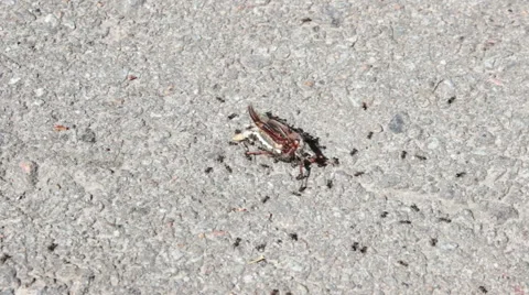 Ants Eating Beetle Vídeo Stock 49996681