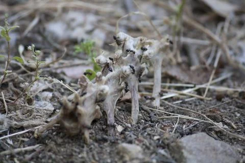 Ants eating from a bone Stock Photos