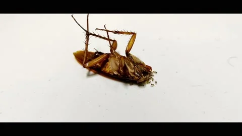 Ants eating a bug Stock Footage 168390349