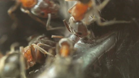 Ants eating chickadee bird MACRO Stock Footage 188636366