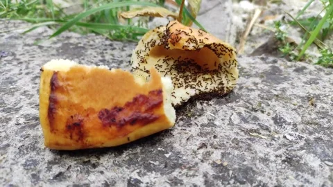 Ants eating cookie Stock Footage 242256852