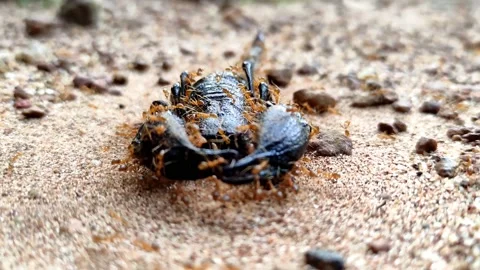 Ants eating a  dark scorpion Stock Footage 167151620
