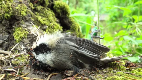 Ants eating dead chickadee bird - time lapse Vídeos de archivo 188634665