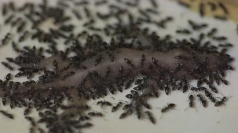 Ants eating a dead lizard Stock Footage 52784676