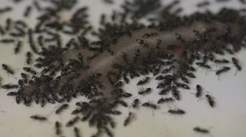 Ants eating a dead lizard 库存影片 52784684