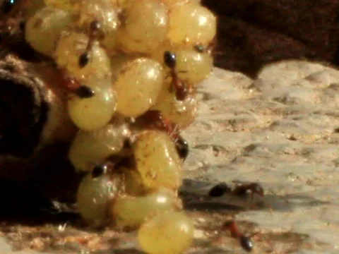 Ants eating Dead Moth Stock Footage 768580