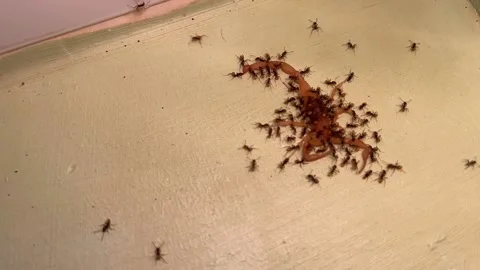 Ants eating dead scorpio. Time Lapse. Stock Footage 168937481