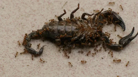 Ants eating a dead scorpion Stock Footage 24930546