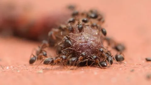 Ants eating an earthworm, close-up, selective focus. Video stock 246013847