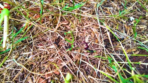 Ants Eating the Earthworms Stock Footage 278800275