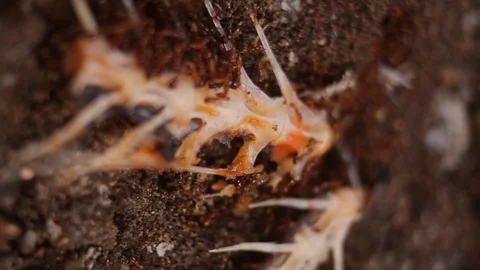 Ants Eating Fish Carcas Stock Footage 103304906