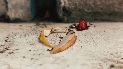 Ants eating fruit, time lapse, 60fps Stock Footage 279321379