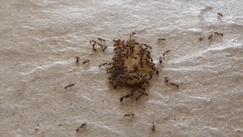 Ants eating in group Stock-Footage 107941629