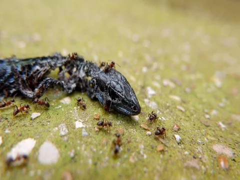 Ants eating lizard macro close up shot Vidéo 79950864