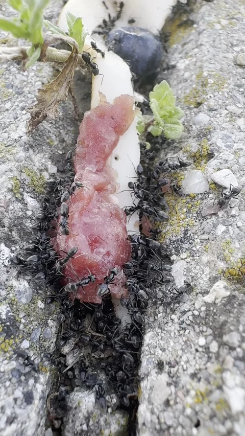 Ants eating macro Stock Footage 271635011