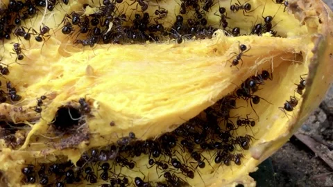 Ants eating the mango fruit Stock Footage