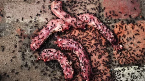 Ants eating meat on the ground. Stock Footage 161787372