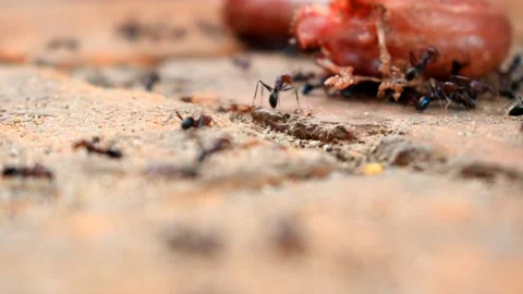 Ants eating meat on the ground. Stock Footage 161787396