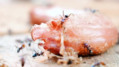 Ants eating meat on the ground. Stock Footage 161787855