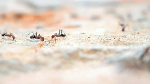 Ants eating meat on the ground. Stock Footage 161787875