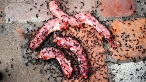 Ants eating meat on the ground. Stock Footage 161788143