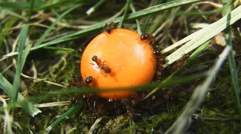 Ants eating a mentos macro half speed slow motion Stock Footage 1048077