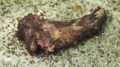 Ants Eating Piece of Meat Video stock 76539746
