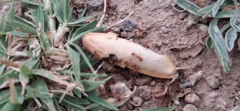 Ants eating a pumpkin seed Stock Footage 337323651