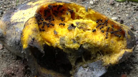 Ants eating the rotten mango fruit Stock Footage 157447061