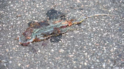 Ants Eating a Run Over Dead Lizard on the Asphalt (close side shot) Stock Footage 238369930