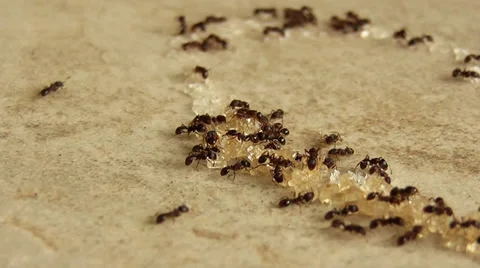 Ants eating sugar 動画素材 38091741