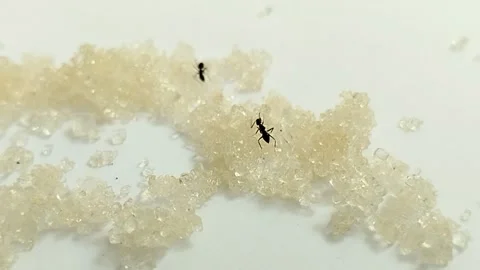 Ants eating sugar on white background Stock Footage 312017073