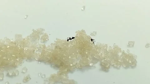Ants eating sugar on white background Stock Footage 312017076