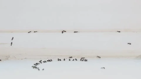 Ants eating on white window background Video stock 170501480