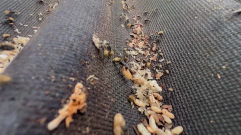 Ants with Eggs and Larvae in Exposed Roof Nest Macro 4K60 Vídeos de archivo 332682045