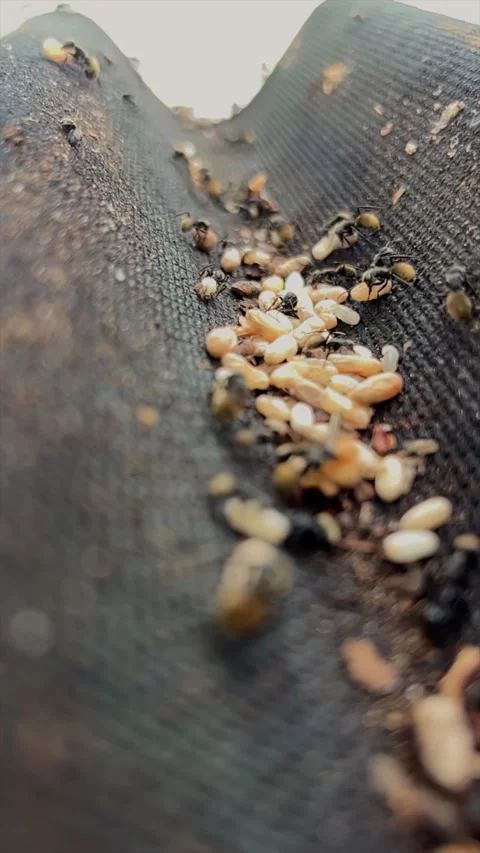 Ants with Eggs and Larvae in Vertical Roof Nest Macro Slow Motion 4K30 Stock-Footage 332681979