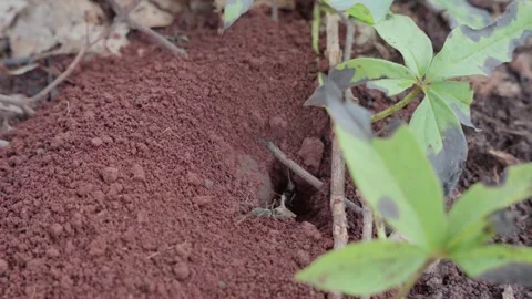 Ants emerging from anthill tunnel in red tropical soil, close up Stock Footage 336754603