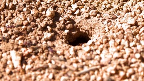 Ants Emerging from Underground Nest Hole in Dry Gravel Soil Stock Footage 342087107