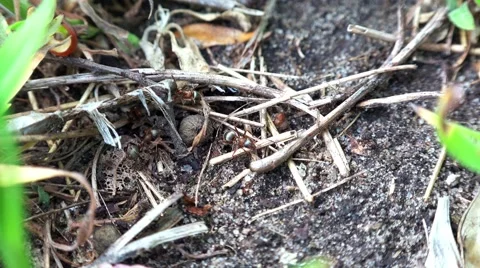 The Ants Engaged in Building. 4k Stock Footage 50144576