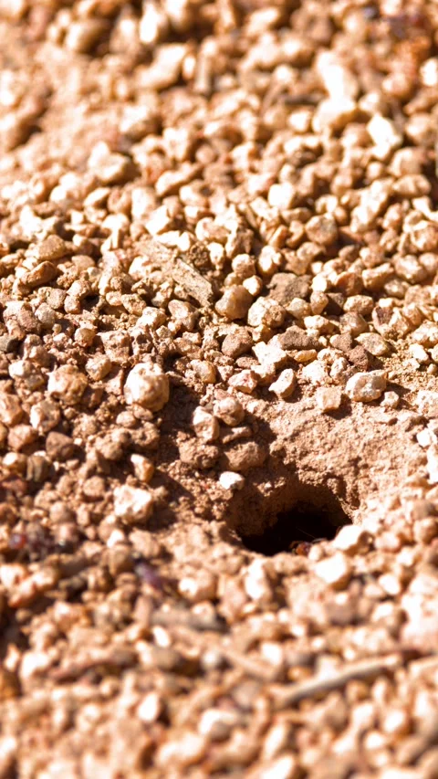Ants Entering and Exiting Underground Nest in Dry Soil Stock Footage 342577420