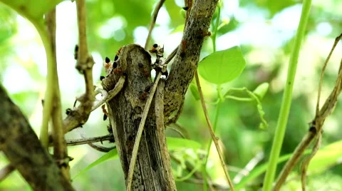 Ants Entrance Stock Footage 40966732
