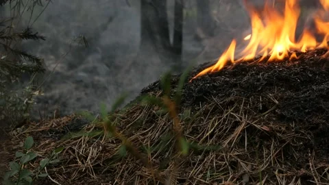 Ants escape the forest fire in Siberia. Stock Footage 168326006